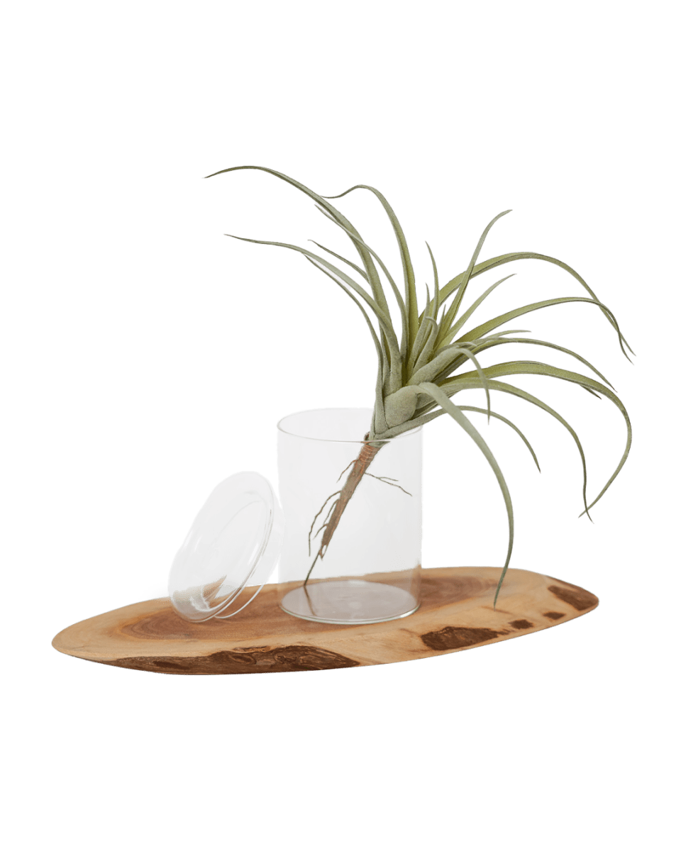 Air Plant Fake Lifelike Realistic Unkillable! - Chive US Wholesale