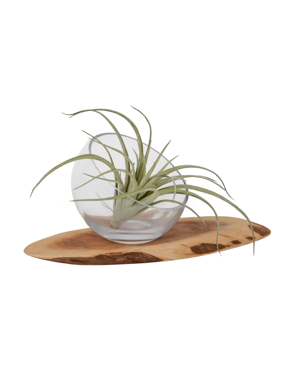 Air Plant Fake Lifelike Realistic Unkillable! - Chive US Wholesale
