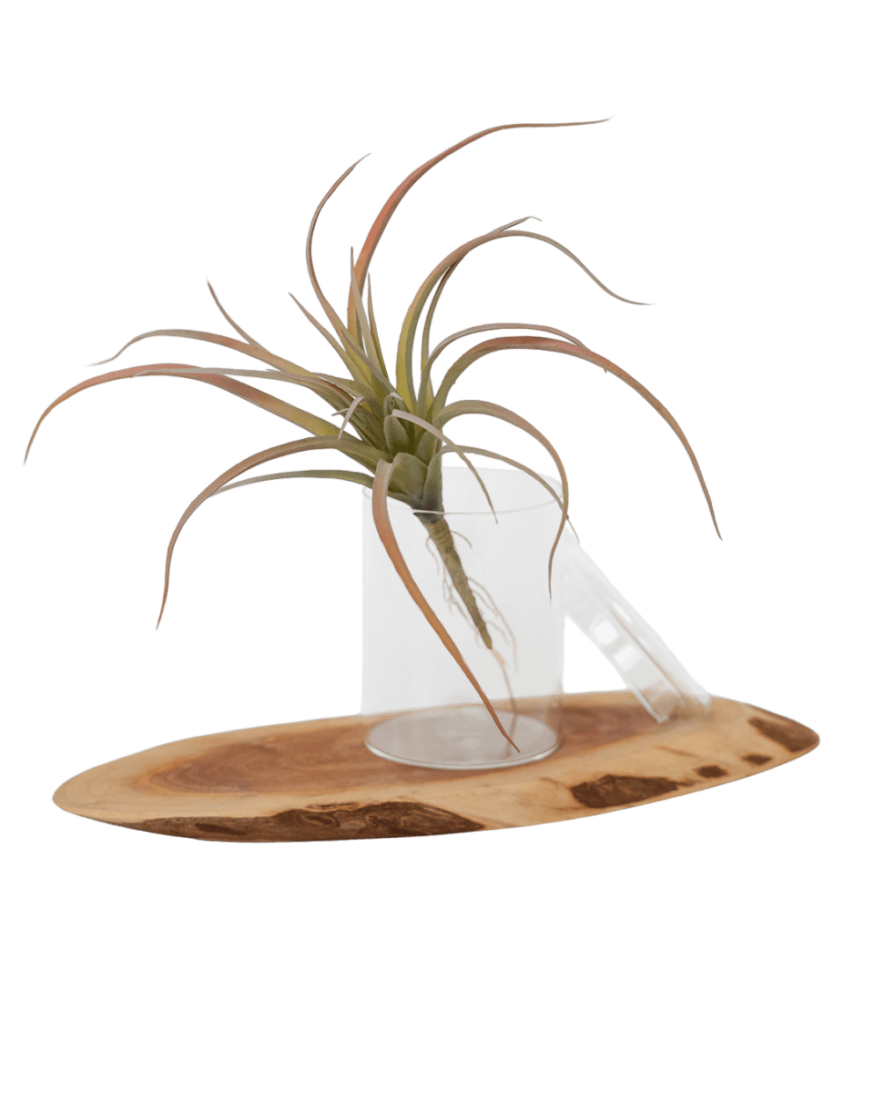 Air Plant Fake Lifelike Realistic Unkillable! - Chive US Wholesale