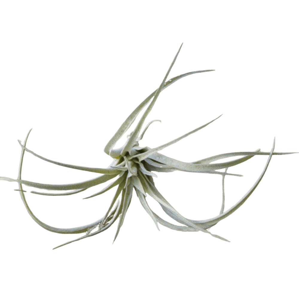Air Plant Fake Lifelike Realistic Unkillable! - Chive US Wholesale