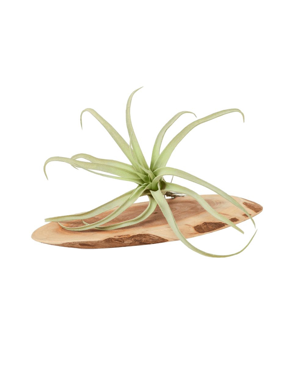 Air Plant Fake Lifelike Realistic Unkillable! - Chive US Wholesale