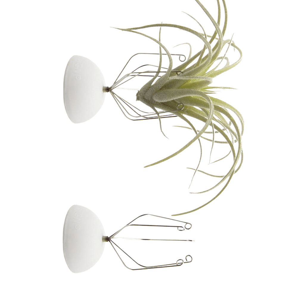 Air Plant Holder Wall Glass - Chive US Wholesale