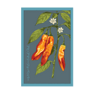 Aji Amarillo Pepper Vegetable Seeds Packet - Chive US Wholesale