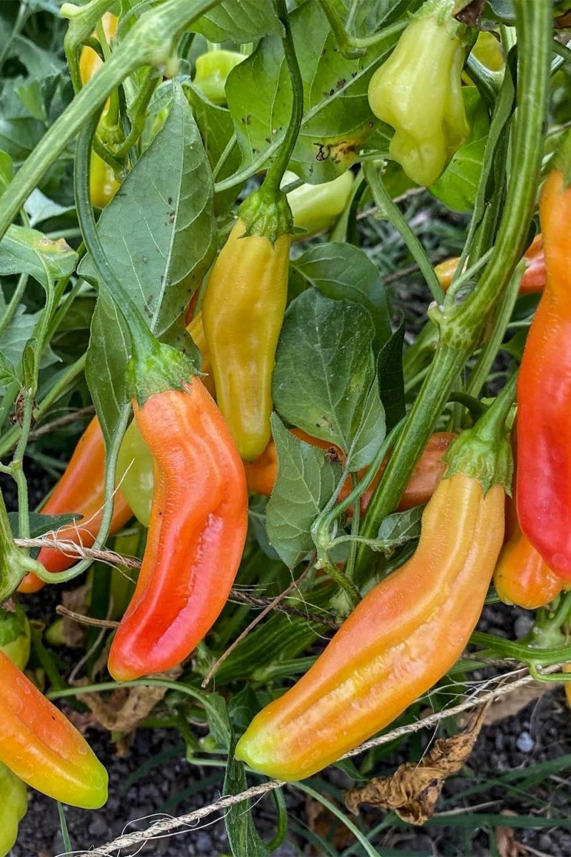 Aji Amarillo Pepper Vegetable Seeds Packet - Chive US Wholesale