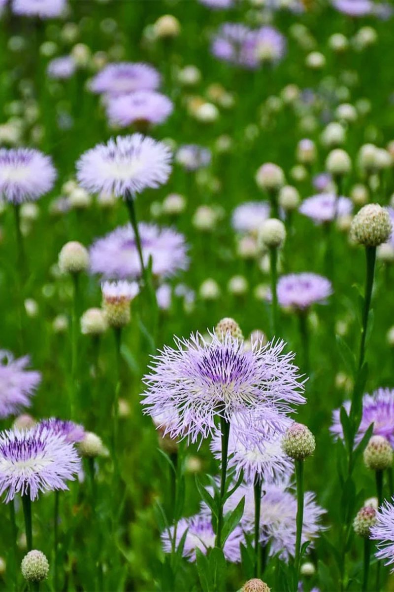 American Basketflower Flower Seeds Packet - Chive US Wholesale