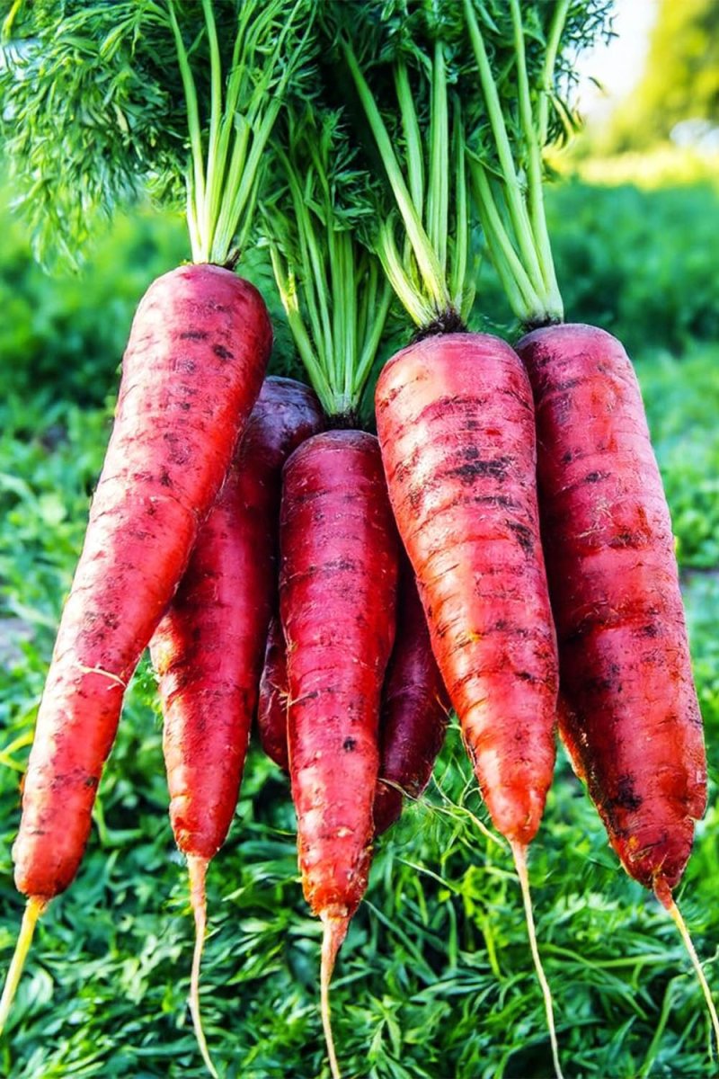 Atomic Red Carrots Vegetable Seeds Packet - Chive US Wholesale