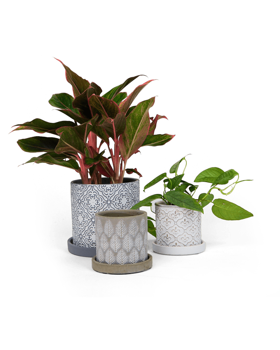 Balter Ceramic Pot And Saucer Set - Chive US Wholesale