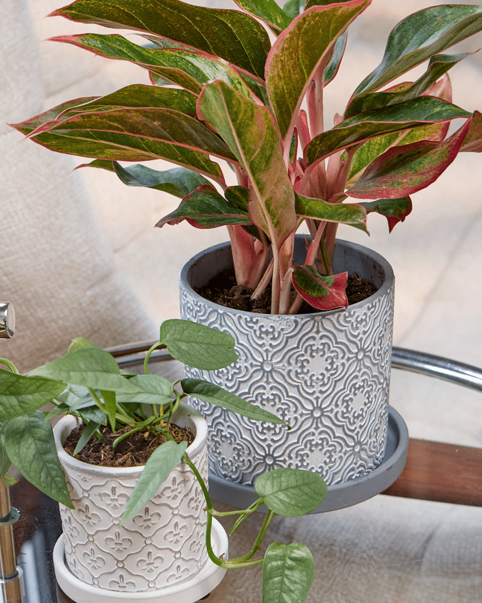 Balter Ceramic Pot And Saucer Set - Chive US Wholesale