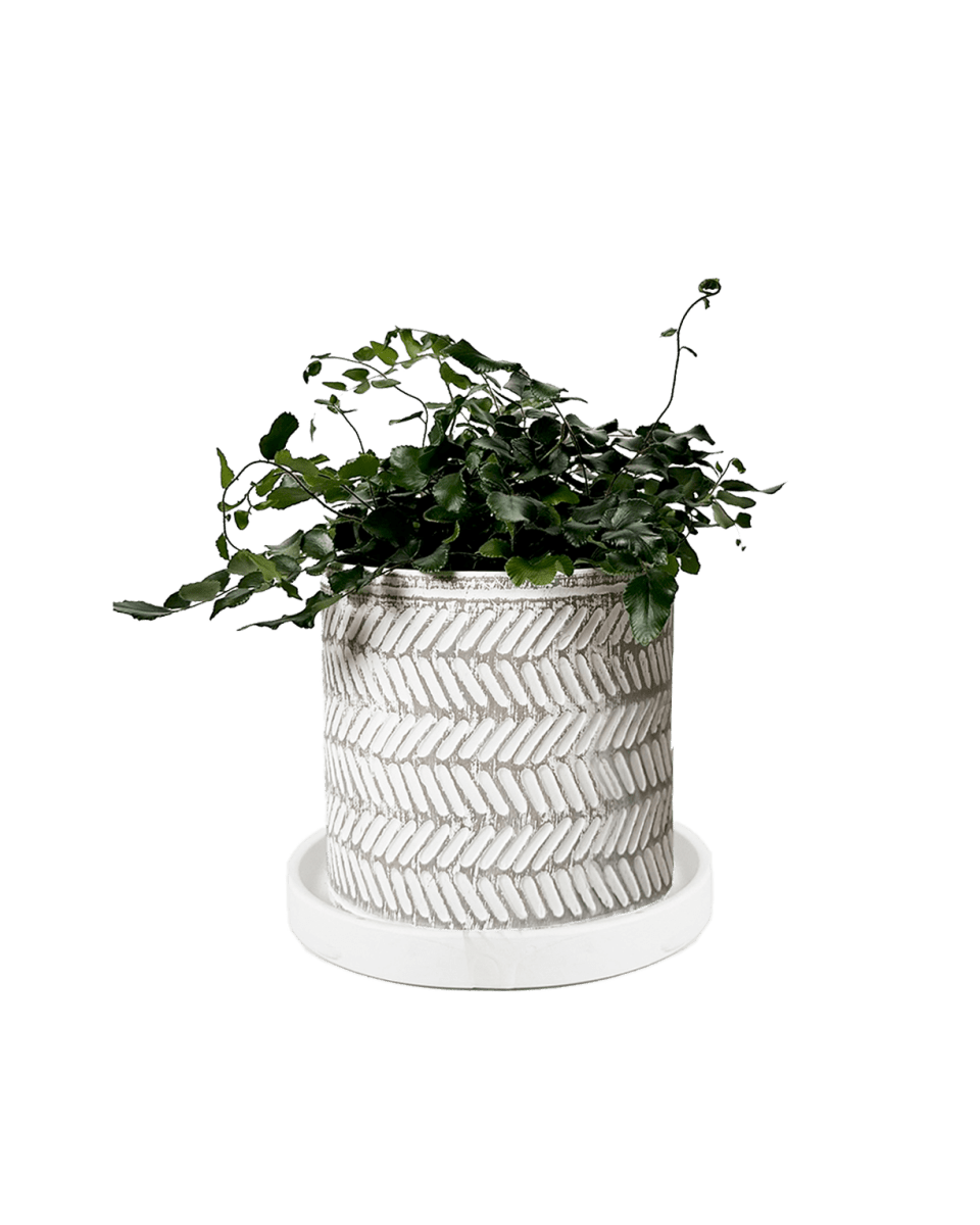 Balter Ceramic Pot And Saucer Set - Chive US Wholesale