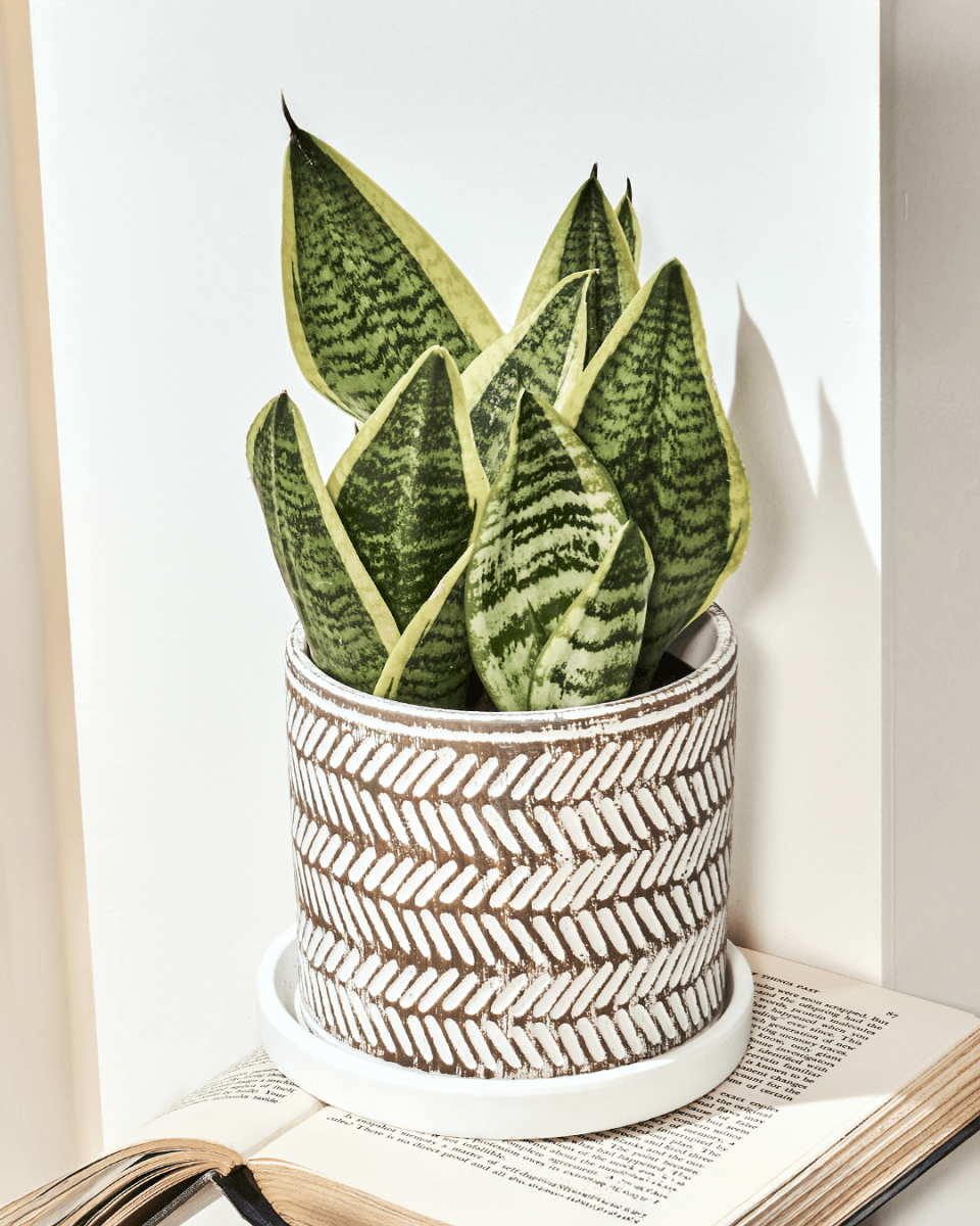 Balter Ceramic Pot And Saucer Set - Chive US Wholesale