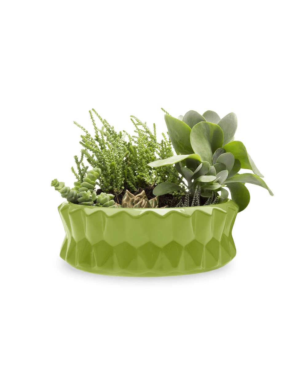 Fang Ceramic Modern Planter Kits - Chive US Wholesale