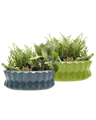 Fang Dish Planter 24pc Kit - Chive US Wholesale