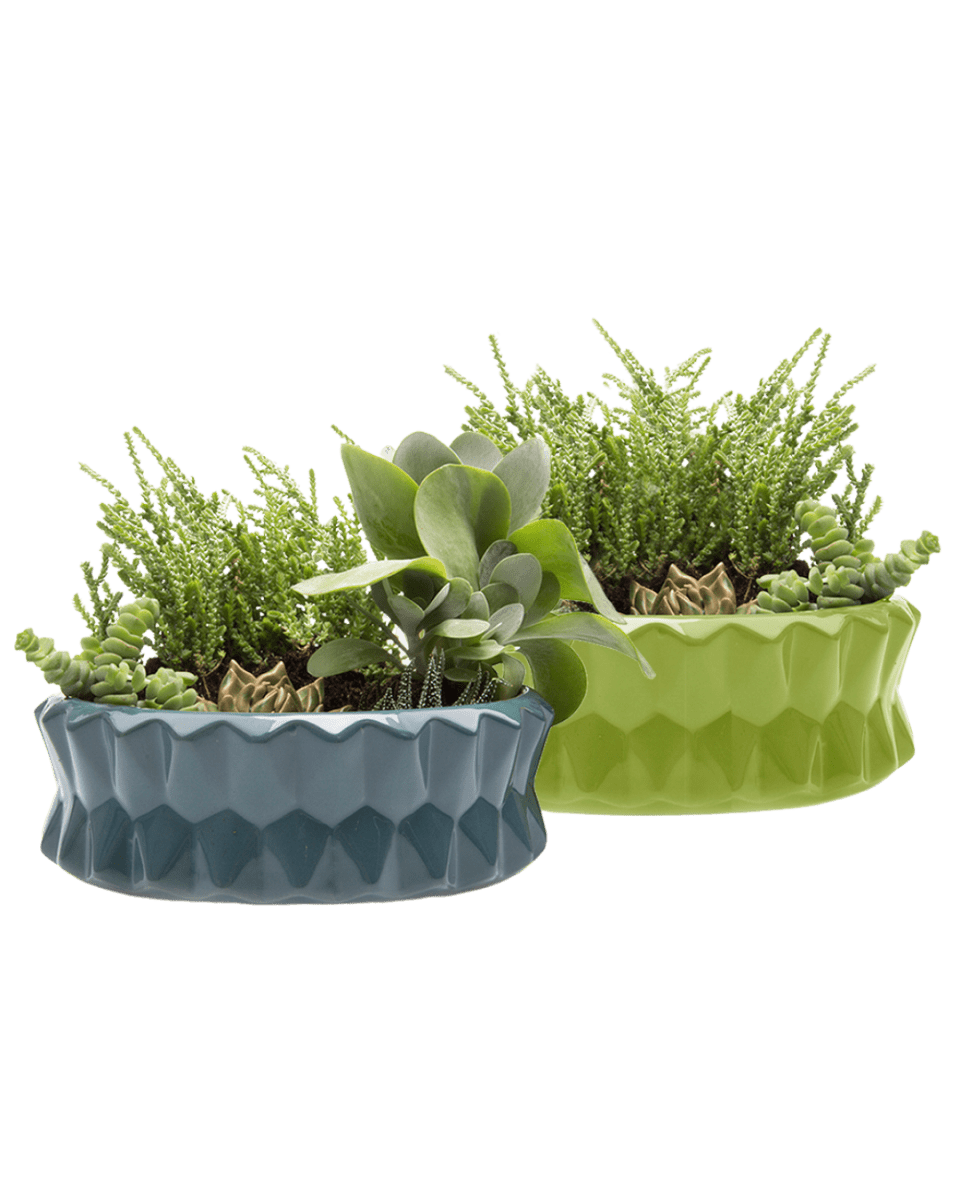 Fang Dish Planter 24pc Kit - Chive US Wholesale