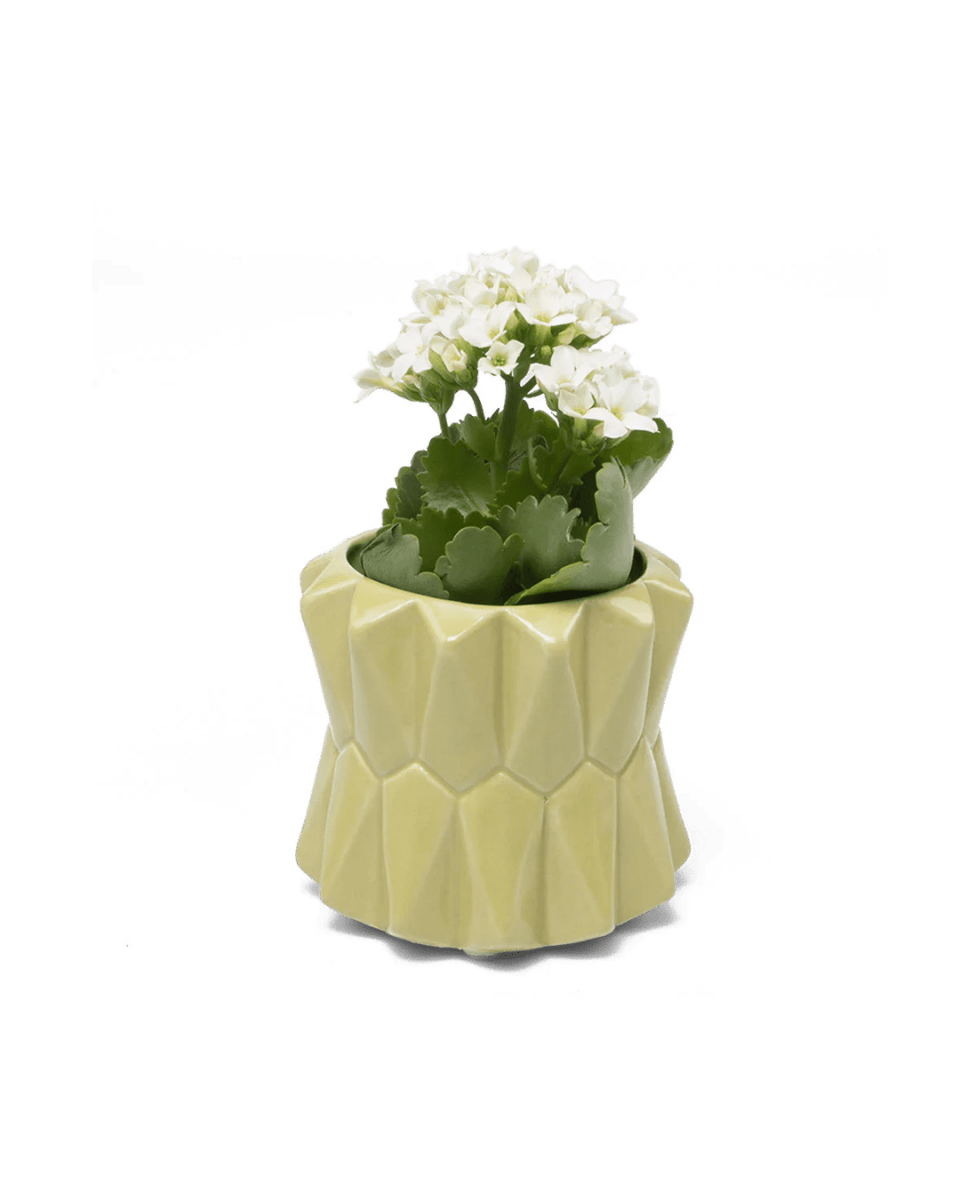 Fang Ceramic Modern Planter Kits - Chive US Wholesale