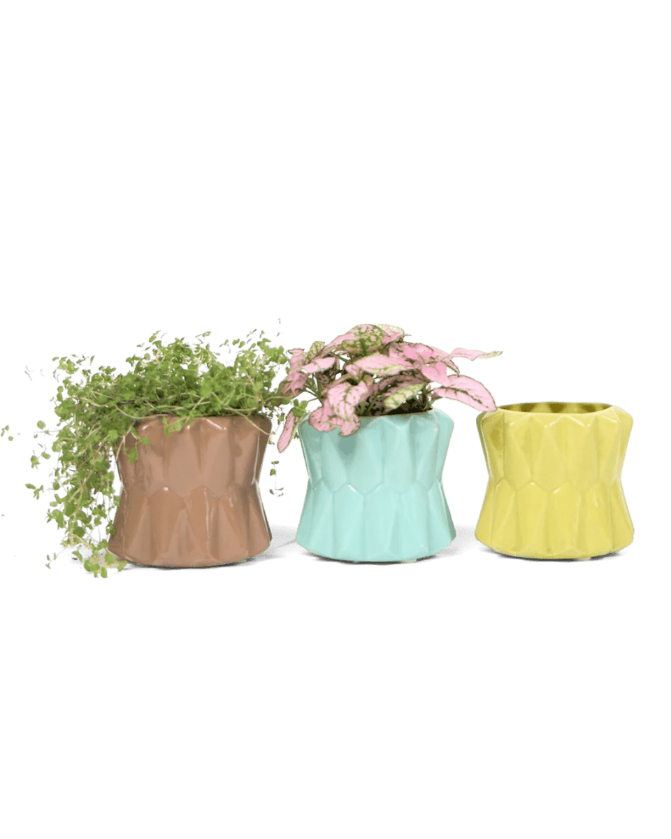 Fang Ceramic Modern Planter Kits - Chive US Wholesale