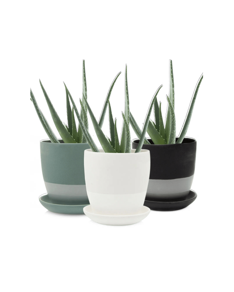 Dyad Pot And Saucer 48pc Kit - Medium - Chive US Wholesale