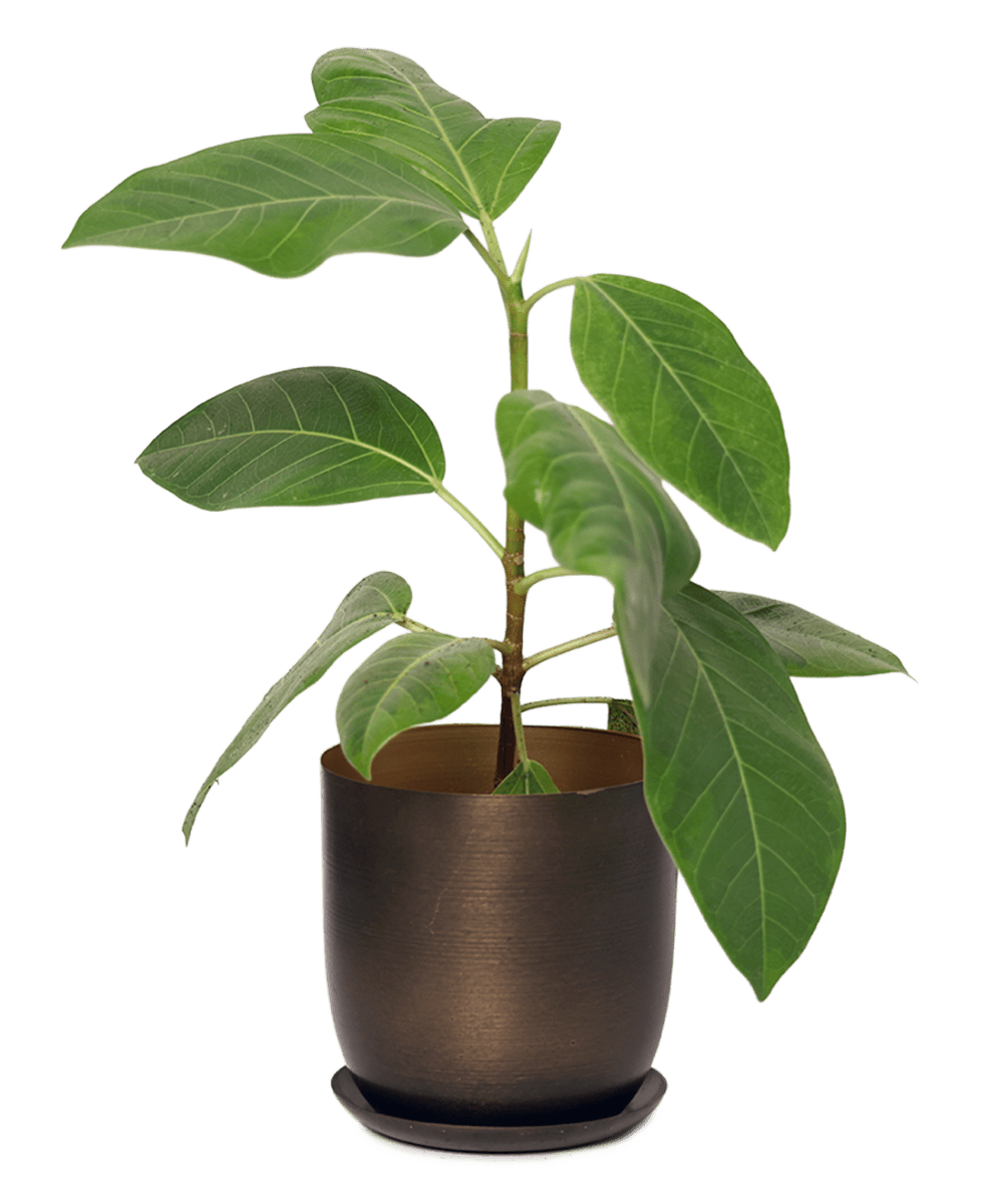 Joe Metal Pot With Drainage Hole - Chive US Wholesale