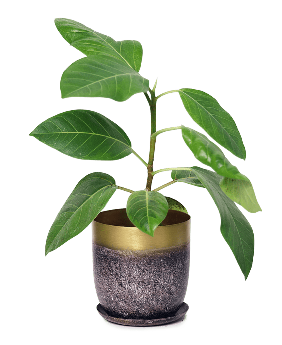 Joe Metal Pot With Drainage Hole - Chive US Wholesale