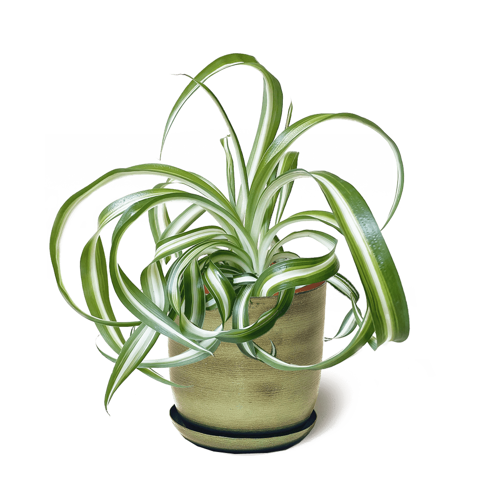 Joe Metal Pot With Drainage Hole - Chive US Wholesale