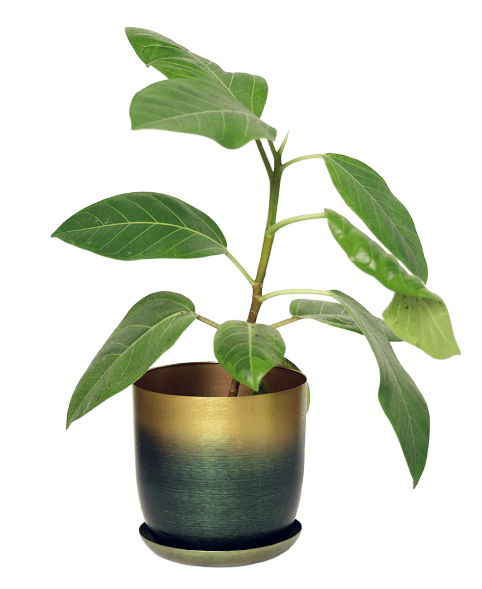 Joe Metal Pot With Drainage Hole - Chive US Wholesale