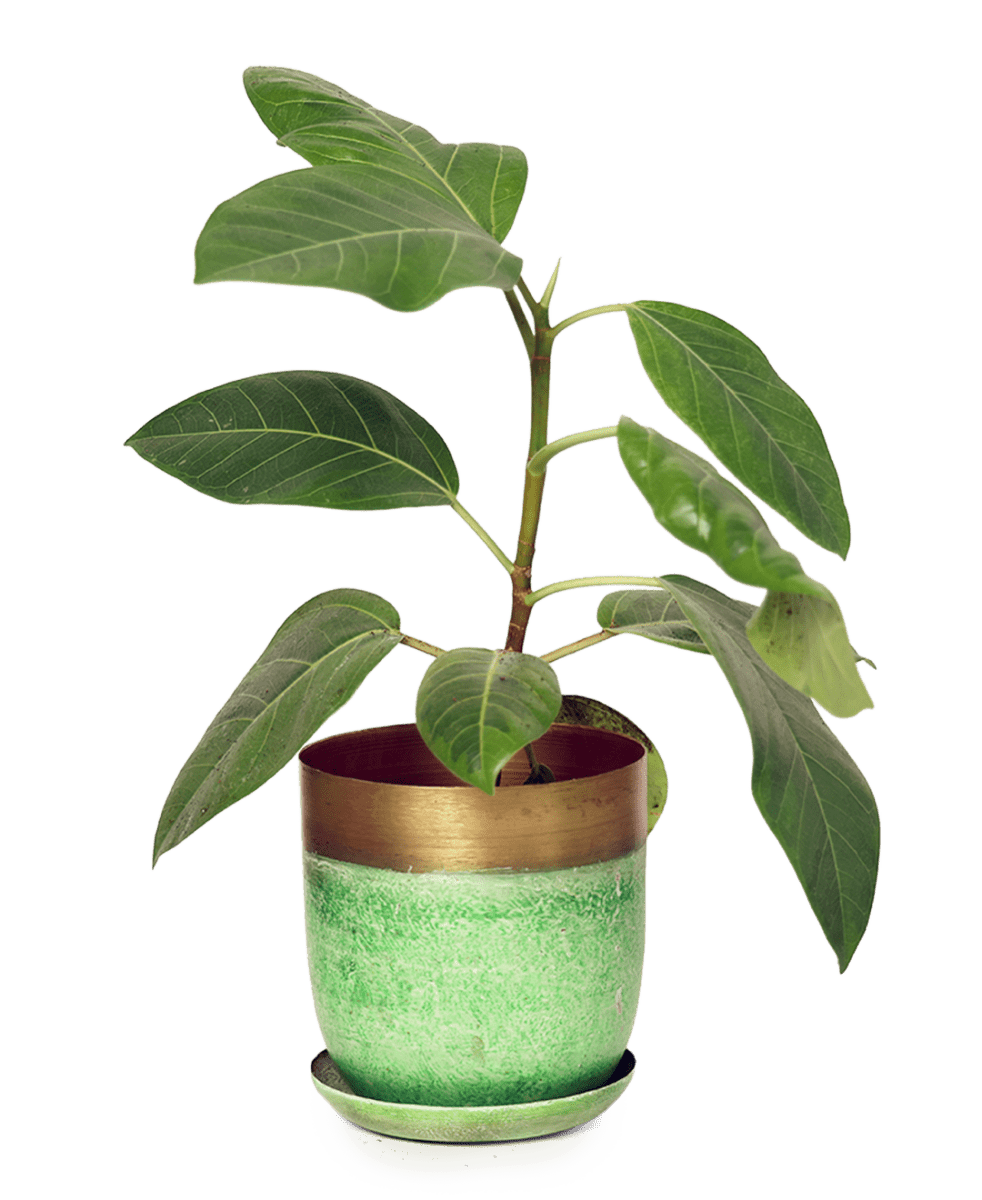 Joe Metal Pot With Drainage Hole - Chive US Wholesale