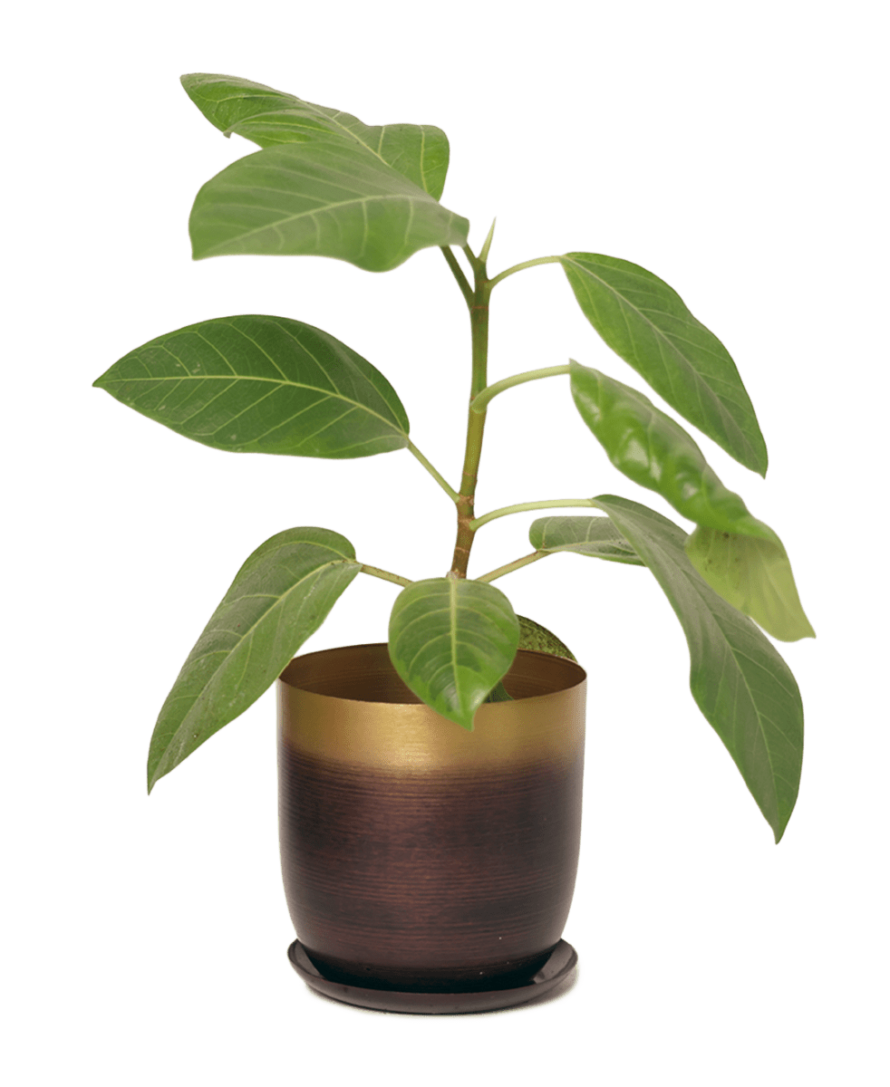 Joe Metal Pot With Drainage Hole - Chive US Wholesale