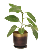 Joe Metal Pot With Drainage Hole - Chive US Wholesale