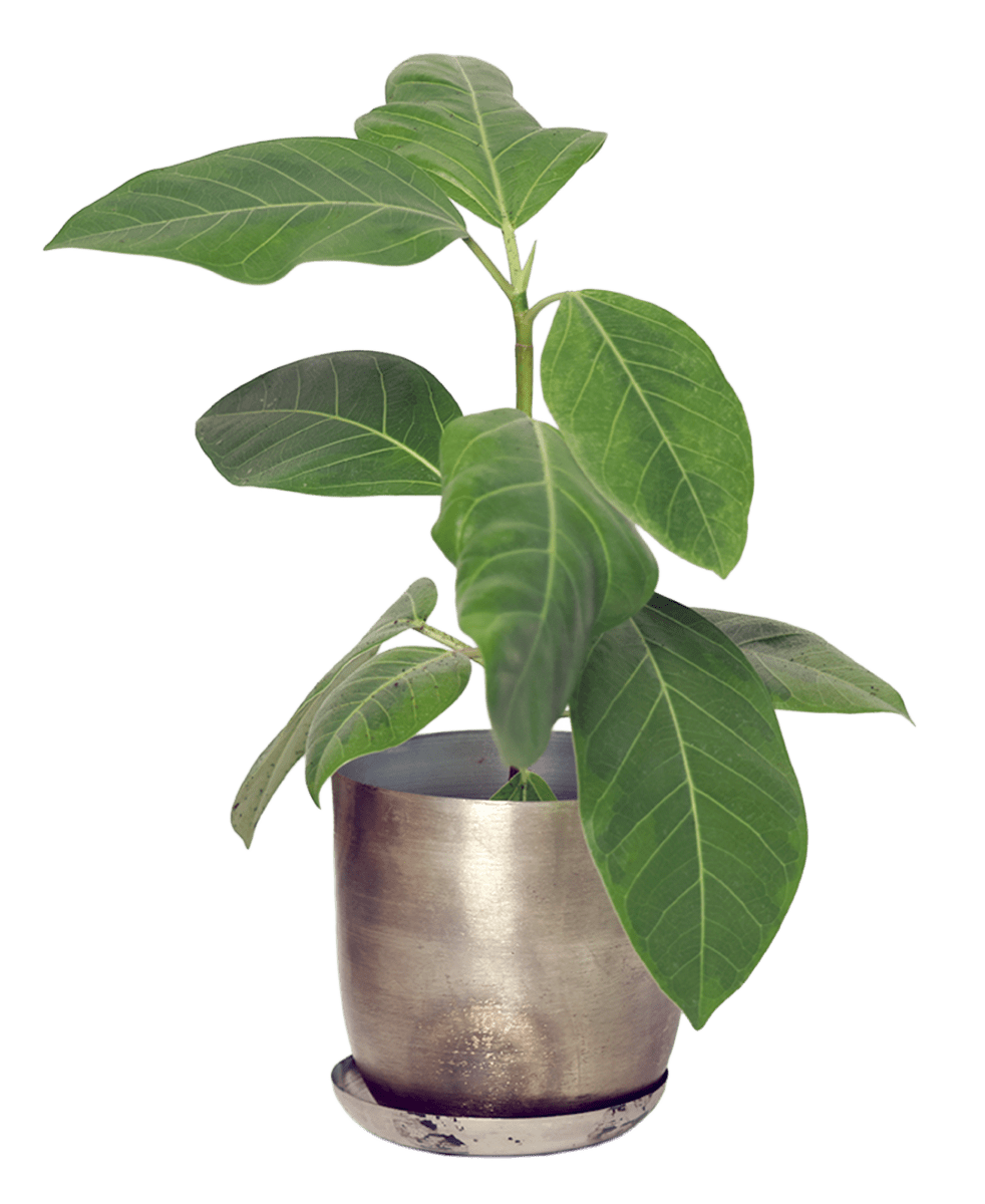 Joe Metal Pot With Drainage Hole - Chive US Wholesale