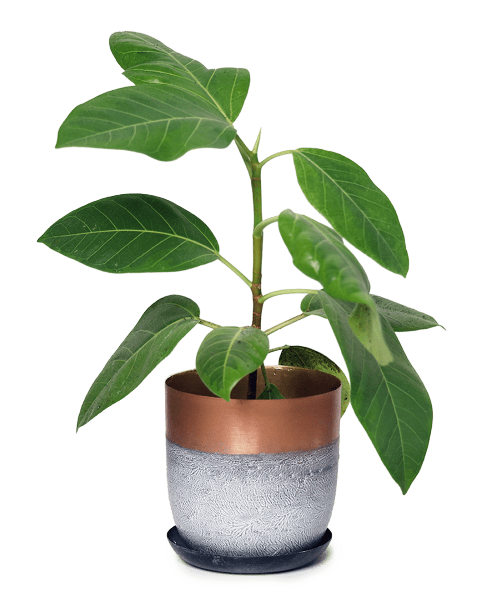 Joe Metal Pot With Drainage Hole - Chive US Wholesale