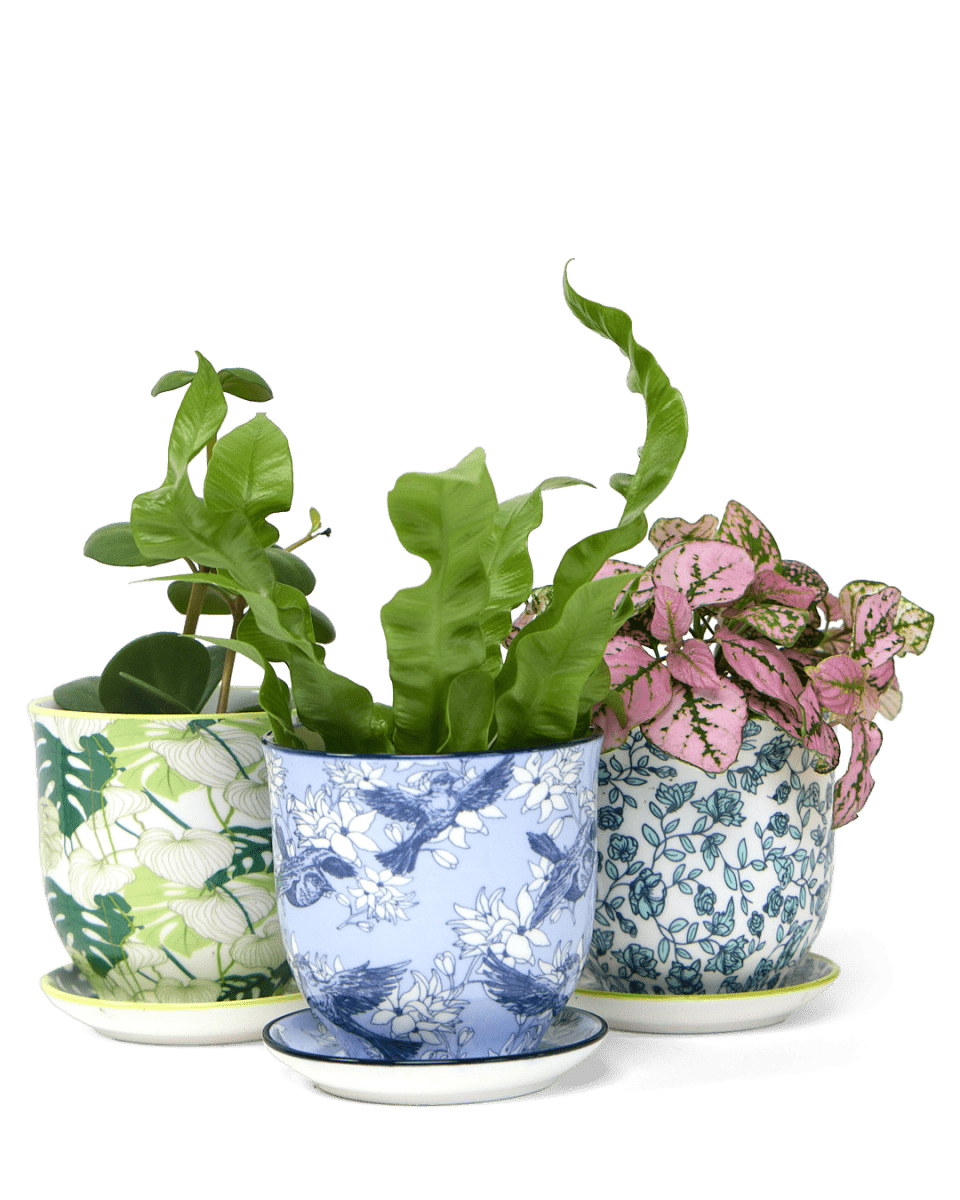 Liberte Porcelain Pot And Saucer Set With Drainage - Chive US Wholesale