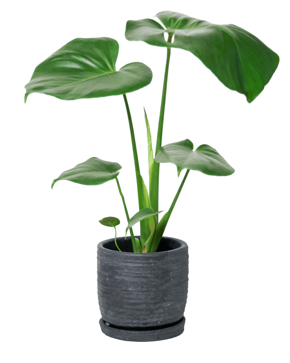 Paul Ceramic Pot And Saucer Set With Drainage - Chive US Wholesale