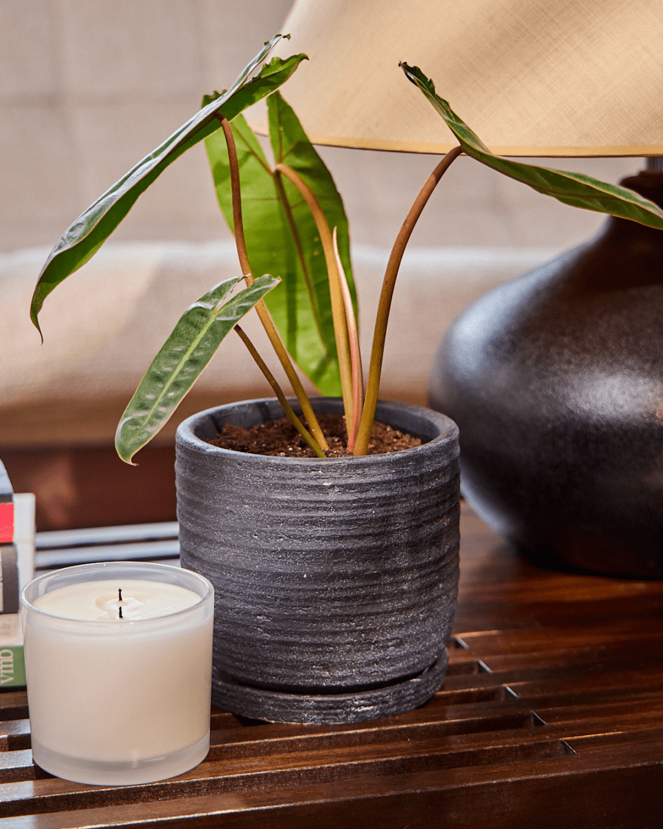 Paul Ceramic Pot And Saucer Set With Drainage - Chive US Wholesale