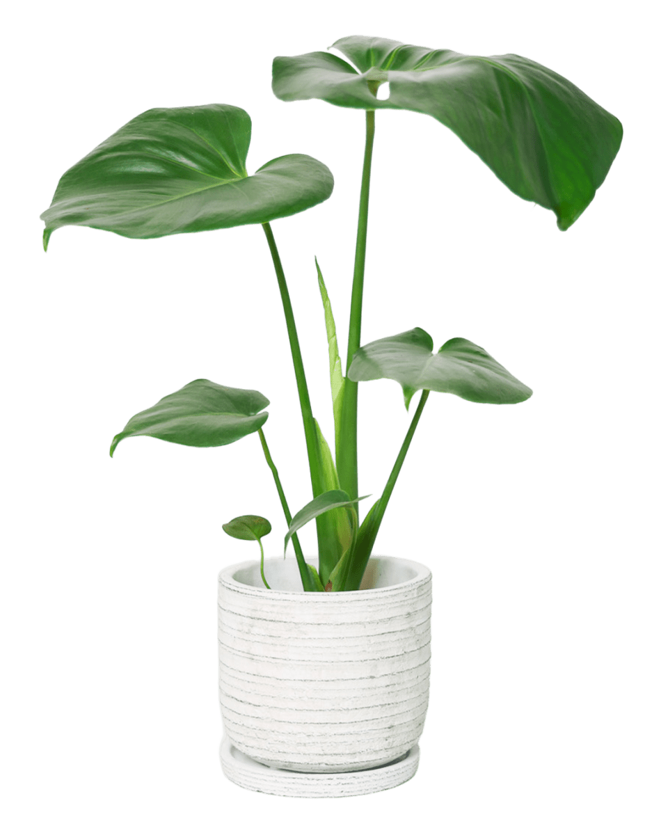 Paul Ceramic Pot And Saucer Set With Drainage - Chive US Wholesale