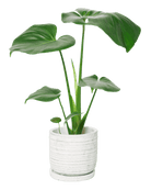 Paul Ceramic Pot And Saucer Set With Drainage - Chive US Wholesale