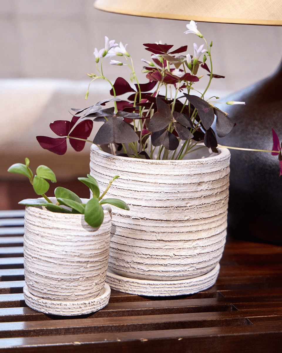 Paul Ceramic Pot And Saucer Set With Drainage - Chive US Wholesale