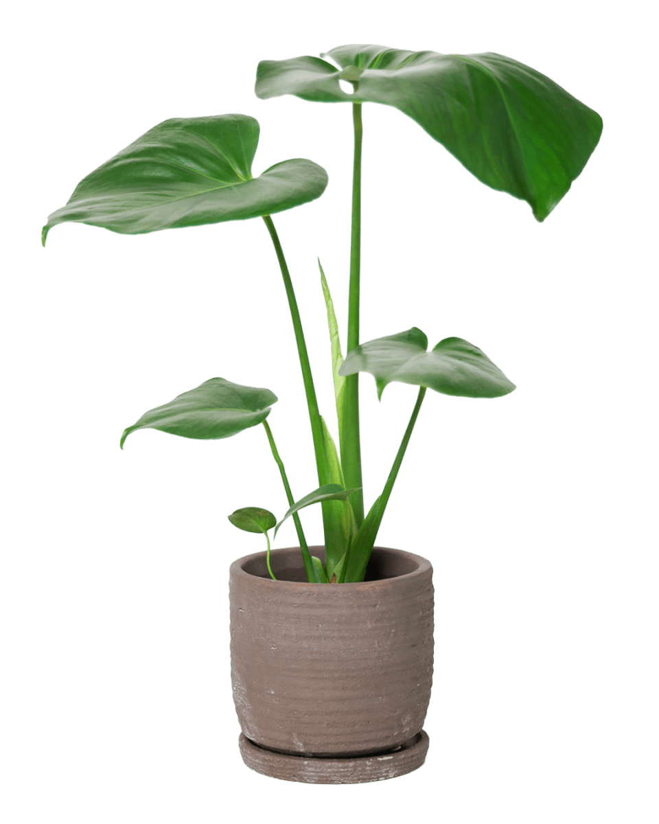 Paul Ceramic Pot And Saucer Set With Drainage - Chive US Wholesale