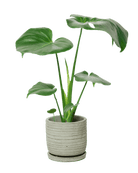 Paul Ceramic Pot And Saucer Set With Drainage - Chive US Wholesale