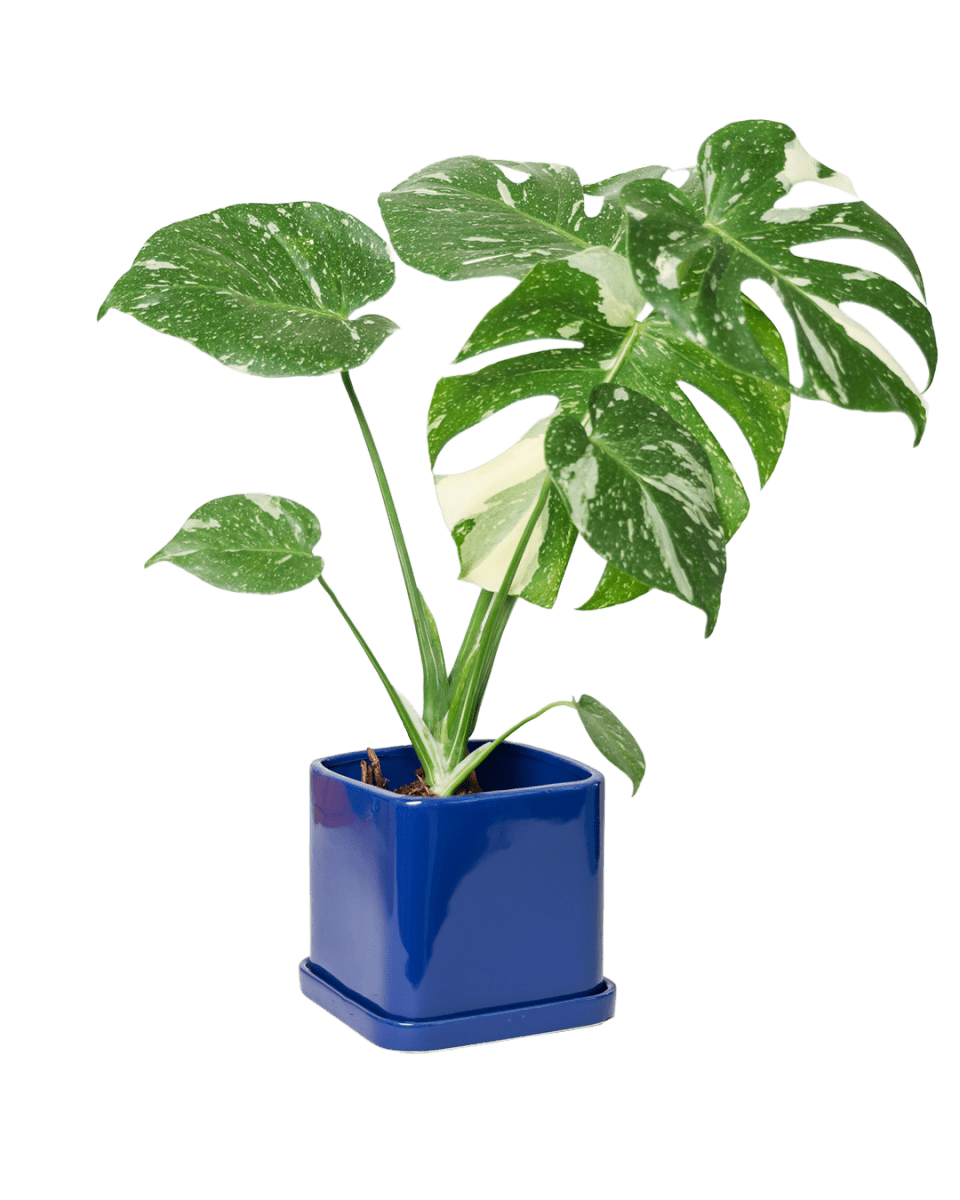 Svek Ceramic Pot And Saucer With Drainage Hole - Chive US Wholesale