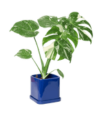 Svek Ceramic Pot And Saucer With Drainage Hole - Chive US Wholesale