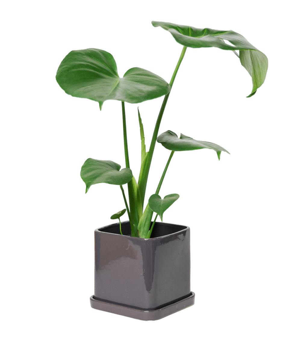 Svek Ceramic Pot And Saucer With Drainage Hole - Chive US Wholesale