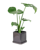 Svek Ceramic Pot And Saucer With Drainage Hole - Chive US Wholesale