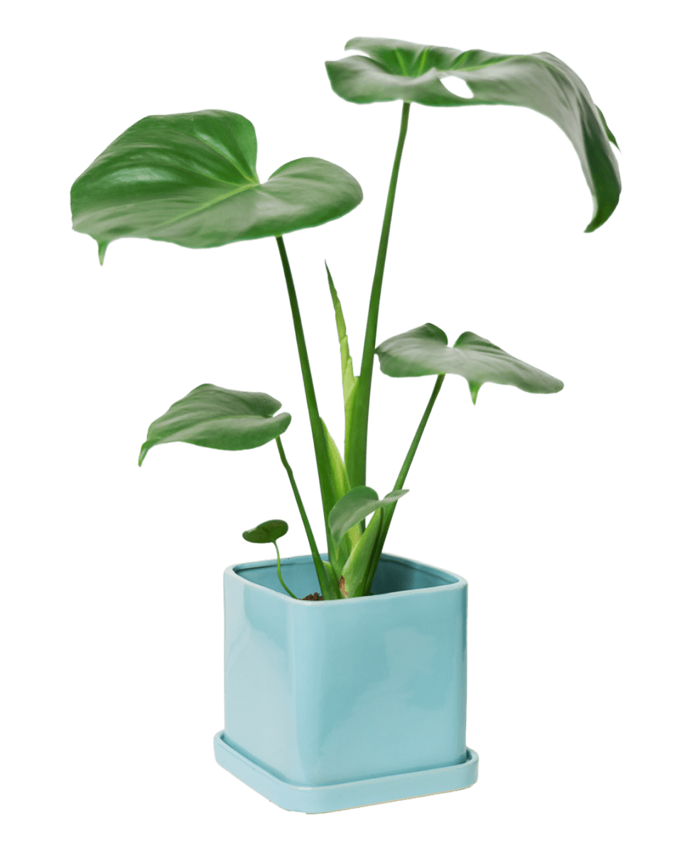 Svek Ceramic Pot And Saucer With Drainage Hole - Chive US Wholesale