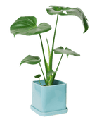 Svek Ceramic Pot And Saucer With Drainage Hole - Chive US Wholesale