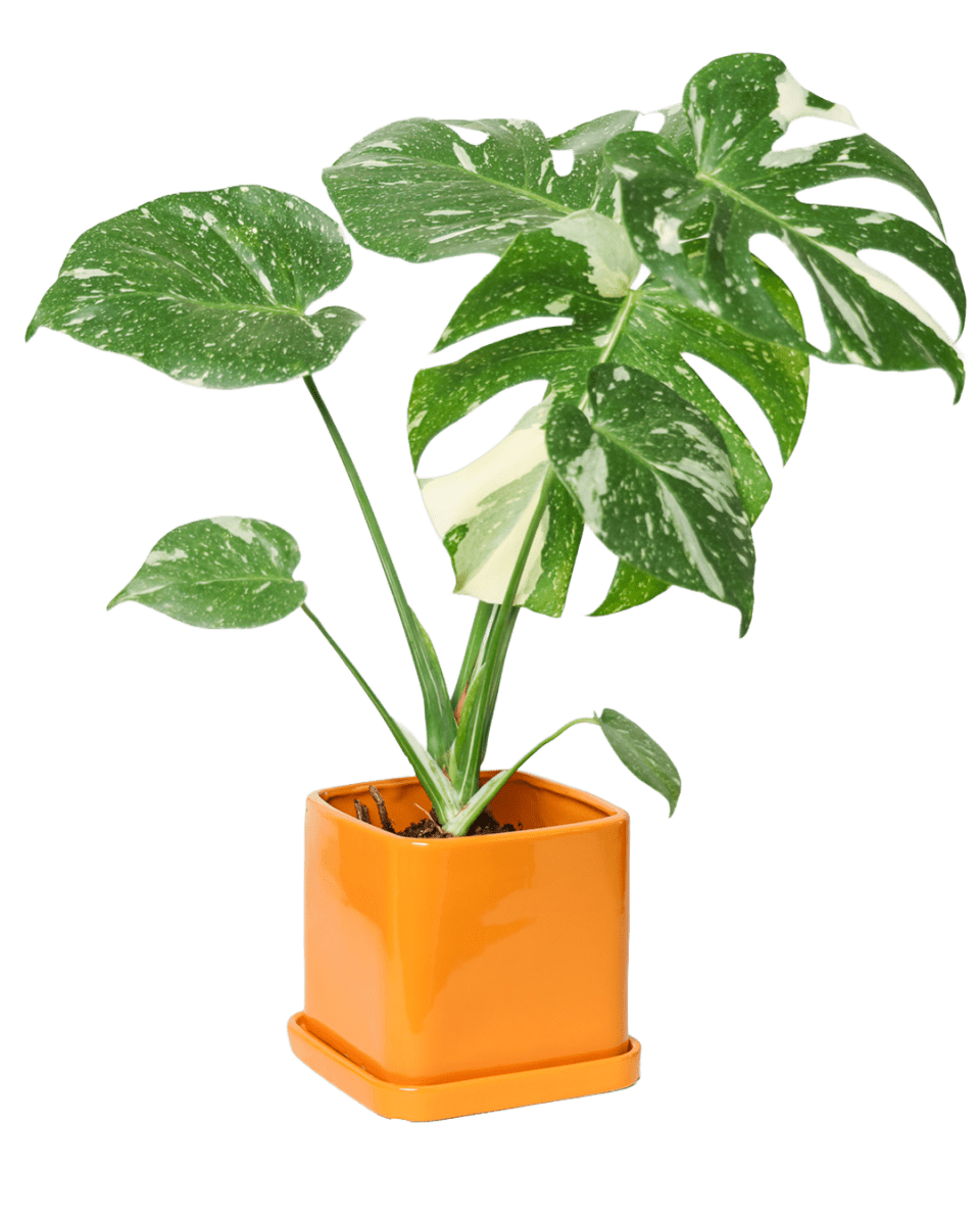 Svek Ceramic Pot And Saucer With Drainage Hole - Chive US Wholesale