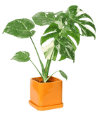 Svek Ceramic Pot And Saucer With Drainage Hole - Chive US Wholesale