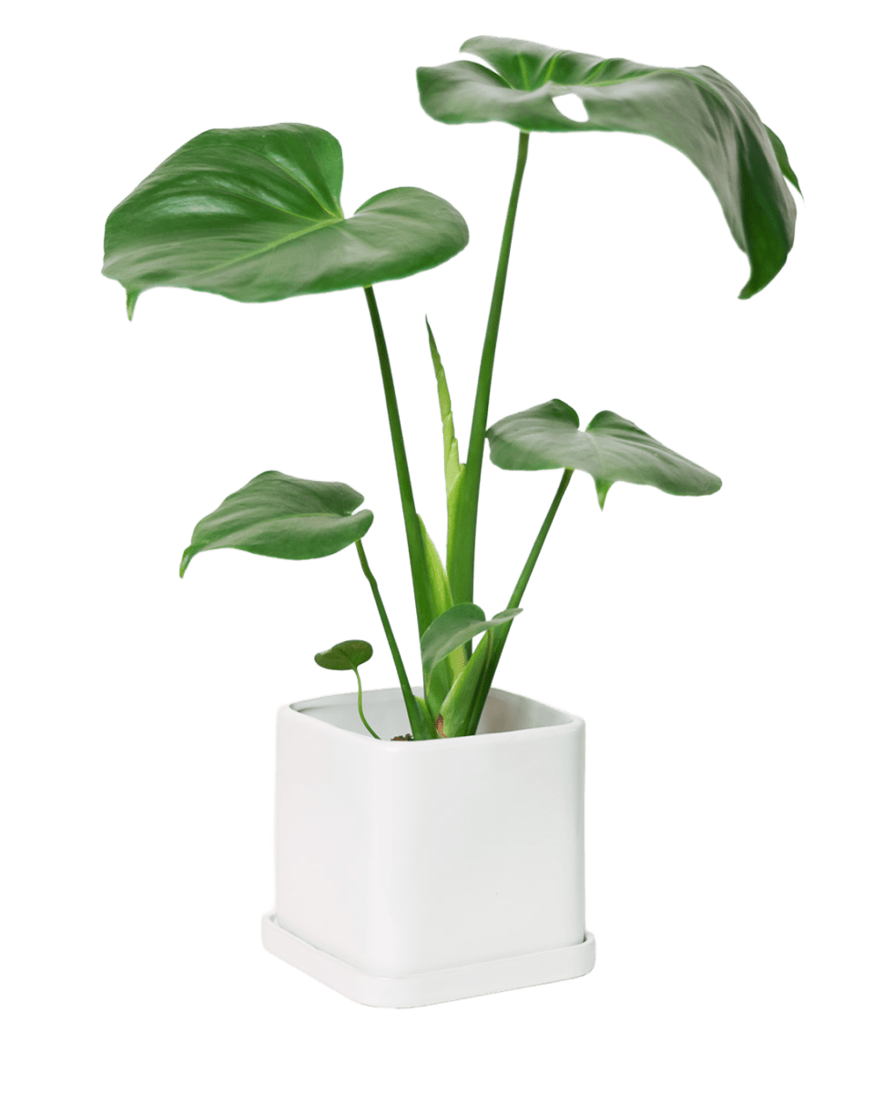 Svek Ceramic Pot And Saucer With Drainage Hole - Chive US Wholesale