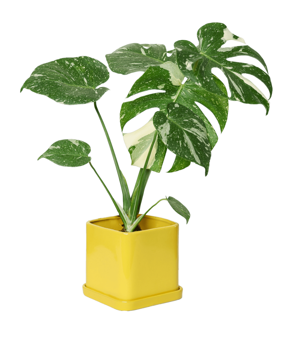 Svek Ceramic Pot And Saucer With Drainage Hole - Chive US Wholesale