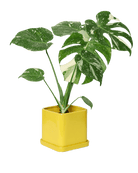 Svek Ceramic Pot And Saucer With Drainage Hole - Chive US Wholesale