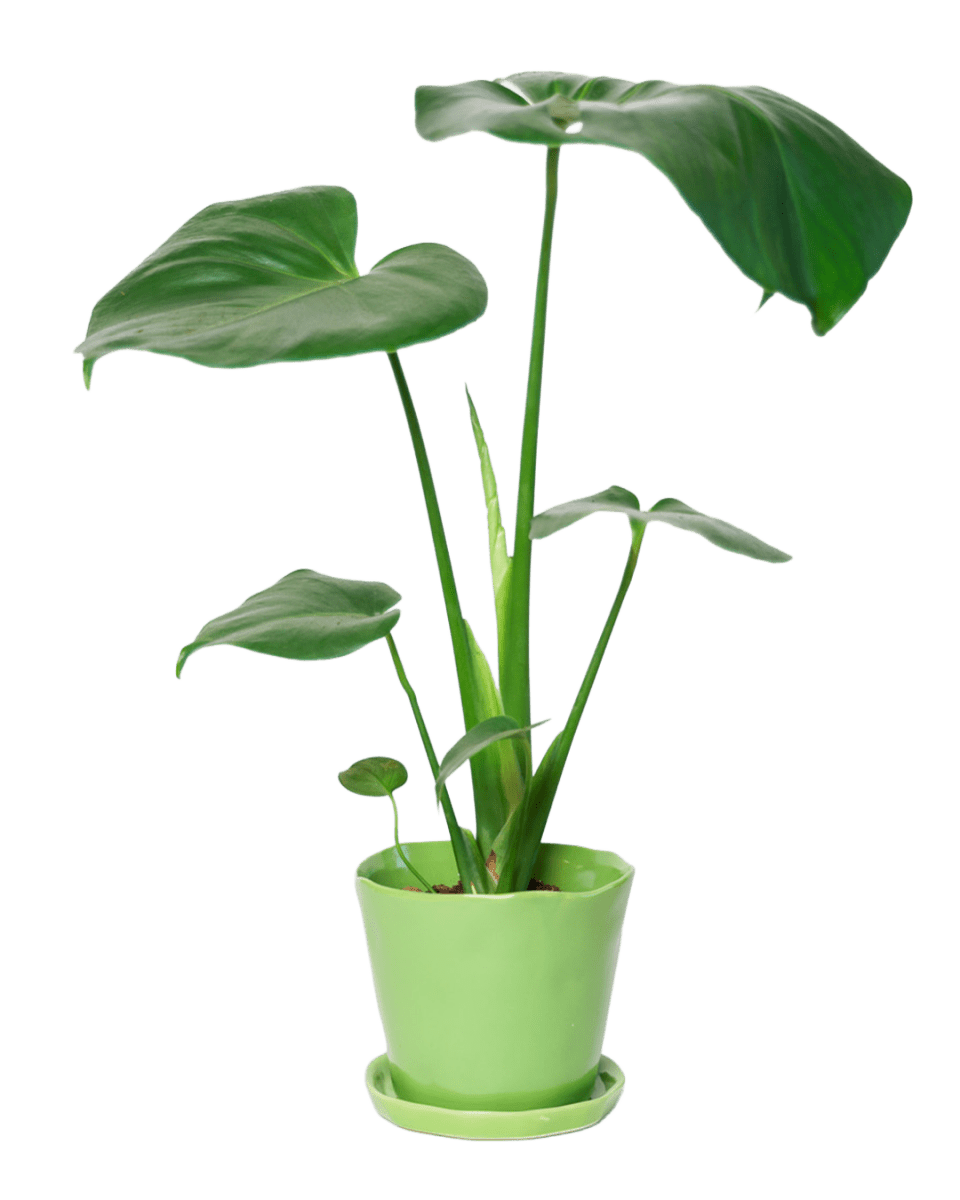 Tika Ceramic Pot & Saucer Set With Drainage - Chive US Wholesale