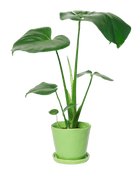 Tika Pot & Saucer | 5 inch - Chive US Wholesale
